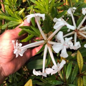 Rhododendron stapfianum