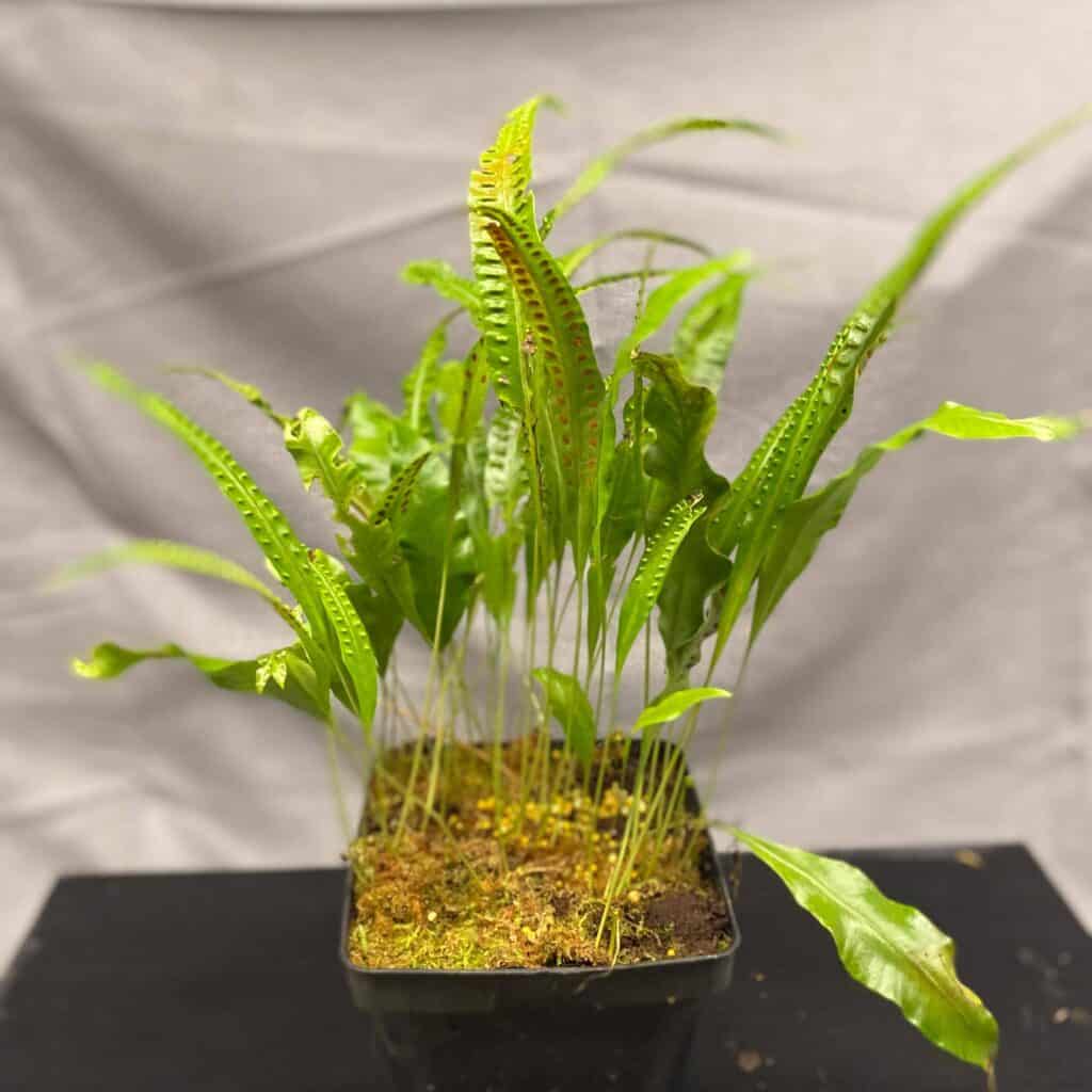 carnivorsandmore – Deine Quelle für seltene Pflanzen Selliguea lima, Cameron Highlands