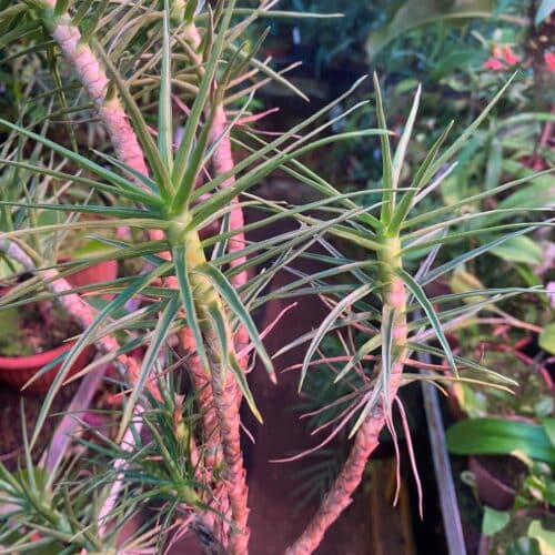 6Za6MS5K4GaCV5CgBj4c.jpg 6Za6MS5K4GaCV5CgBj4c.jpg