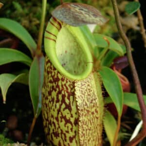 Nepenthes spectabilis, G. Bandahara, 6-10 cm