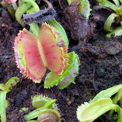 6mFWtDXRPPCyiVKVPrXt.jpg 6mFWtDXRPPCyiVKVPrXt.jpg