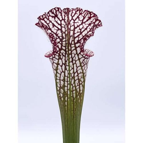 6nw0A1tU2Mw2HK8eJIVS.jpg 6nw0A1tU2Mw2HK8eJIVS.jpg