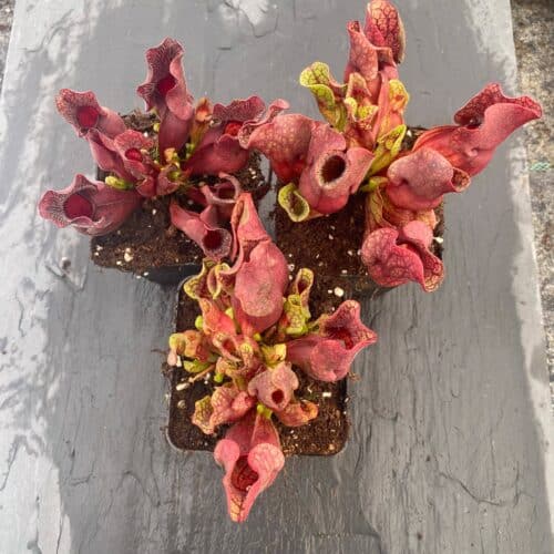 6uBQ8IHfai5Na2ttzU3m.jpg 6uBQ8IHfai5Na2ttzU3m.jpg