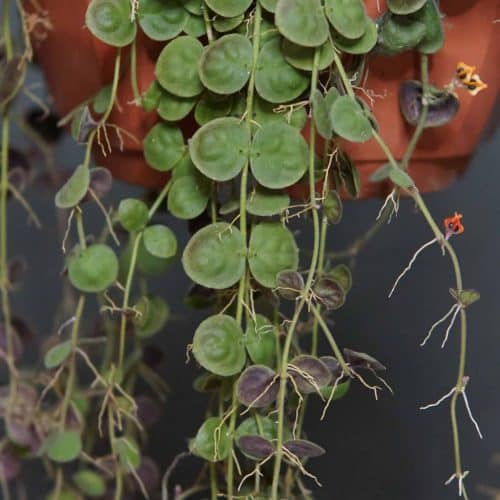 6v7Xb0nNihRBFuPnXGup.jpg 6v7Xb0nNihRBFuPnXGup.jpg