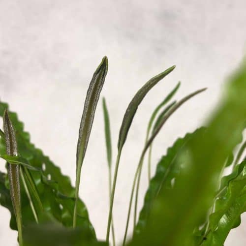 6yoG3KblGfx4D6venkCN.jpg 6yoG3KblGfx4D6venkCN.jpg