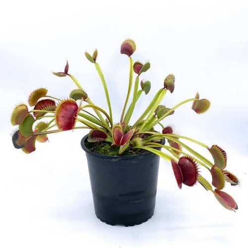 6zCQfbQHT36GjDCtd7pJ.jpg 6zCQfbQHT36GjDCtd7pJ.jpg