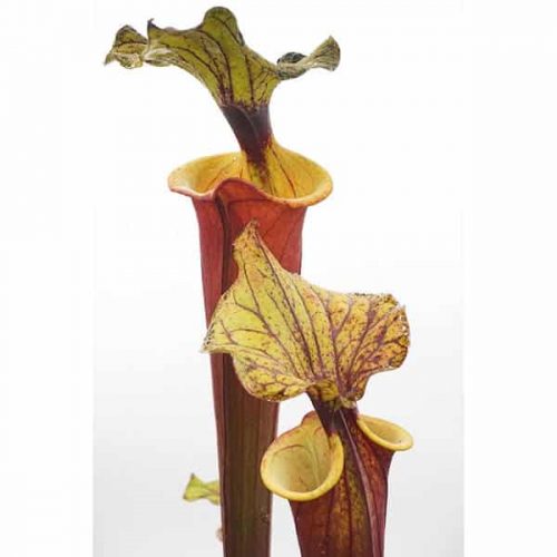 75JhFxMVg2cjlC3DFqEh.jpg 75JhFxMVg2cjlC3DFqEh.jpg