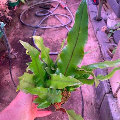 7AfAgeBlAdYn3jFx9oED.jpg 7AfAgeBlAdYn3jFx9oED.jpg