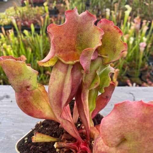 7XTadovZIkr65gemstSM.jpg 7XTadovZIkr65gemstSM.jpg