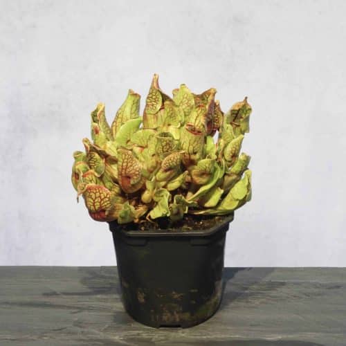 7Xlxv2uVjxFHWGl8ybHI.jpg 7Xlxv2uVjxFHWGl8ybHI.jpg