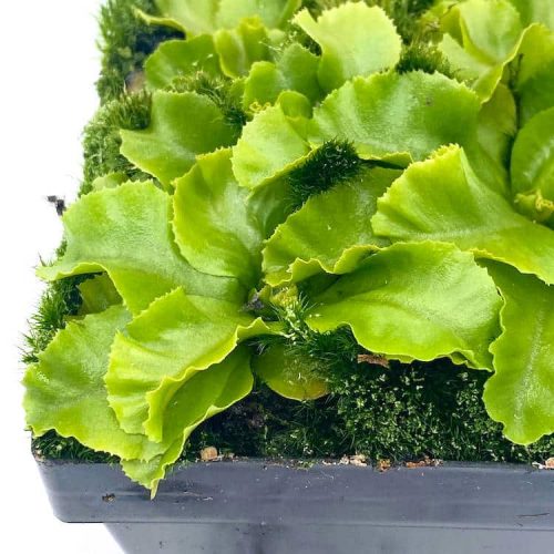 7ZEZVYMuI2oMOgVa2KHI.jpg 7ZEZVYMuI2oMOgVa2KHI.jpg