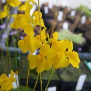 Utricularia cornuta, yellow flowers