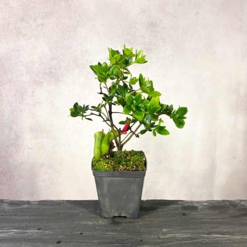 7cJW5f92MXzq4J7XuVwh.jpg 7cJW5f92MXzq4J7XuVwh.jpg