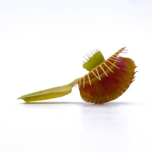 Dionaea muscipula "Cerberus"