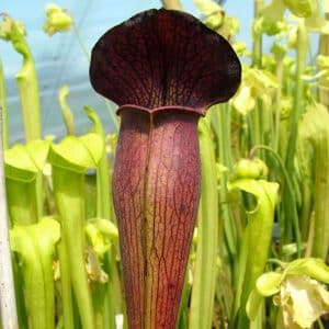 Sarracenia alata "Heavily Veined, Red lidded Bulbous Pitchers", MK A 20