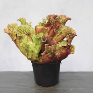 Sarracenia purpurea ssp. venosa var. burkei, Bay Co., Florida