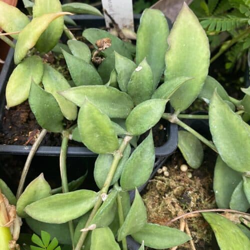 7jKF40FG1qhZ6kzGRfcm.jpg 7jKF40FG1qhZ6kzGRfcm.jpg