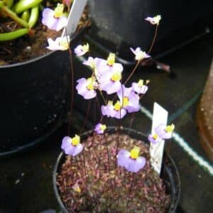 Utricularia bisquamata "Big purple Flower"