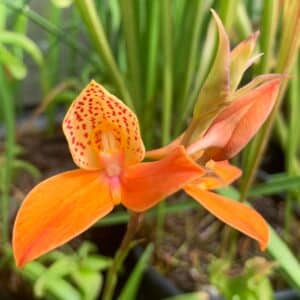 Disa