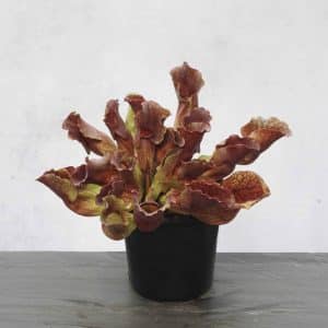 Sarracenia purpurea ssp. venosa, Burlington NJ, 12-15 cm