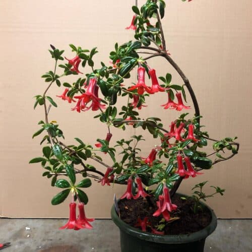 8ADsN0Vatv7eZyfG7Qmp.jpg 8ADsN0Vatv7eZyfG7Qmp.jpg