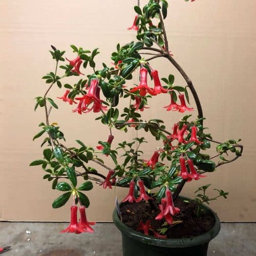 8ADsN0Vatv7eZyfG7Qmp.jpg 8ADsN0Vatv7eZyfG7Qmp.jpg