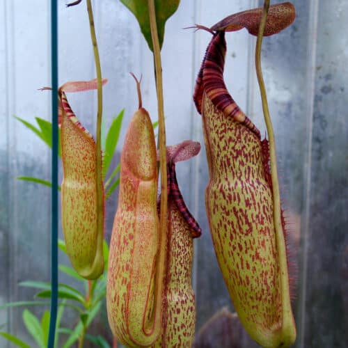 8F6v1LSSCGWn7sirTO1G.jpg 8F6v1LSSCGWn7sirTO1G.jpg