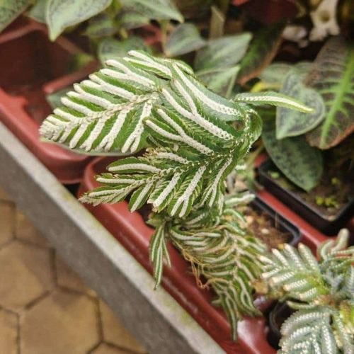 8GvsD2VdEZYKmGwJKMwm.jpg 8GvsD2VdEZYKmGwJKMwm.jpg