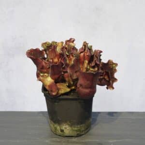 Sarracenia purpurea ssp. venosa "Buddha Belly seedgrown", 15-20 cmﾠ