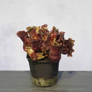 Sarracenia purpurea ssp. venosa "Buddha Belly seedgrown", 15-20 cmᅠ