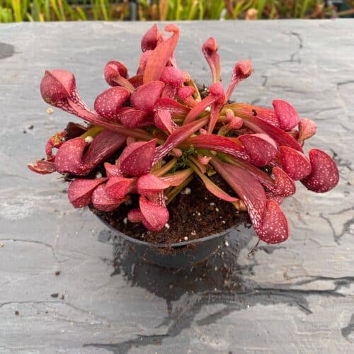 8VaIrYRHNJHLHYEf8cpt.jpg 8VaIrYRHNJHLHYEf8cpt.jpg