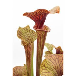 Sarracenia flava var. ornata "Super Ornata"