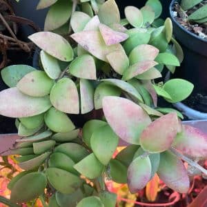 Hoya spec. Leiden 861667