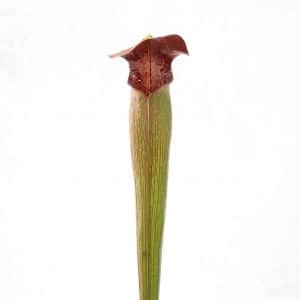 Sarracenia alata "Heavy Veined", Jackson Co., MK A33