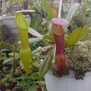 Nepenthes pervillei, 10-12 cm