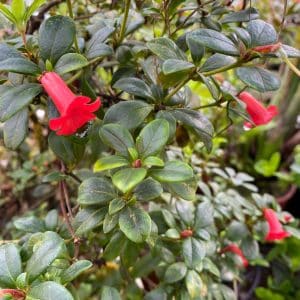 Rhododendron pauciflorum, spec. Murud