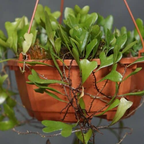 8kYgqQXhcztK5qvE50w3.jpg 8kYgqQXhcztK5qvE50w3.jpg