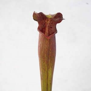 Sarracenia alata "Black Tube", DeSoto, Miss., 40 cm, ip SA 08 , MK A 27