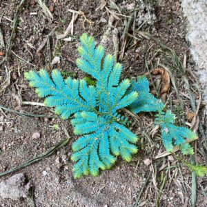 Selaginella uncinata, Mah� Seychellen