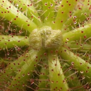 Drosera
