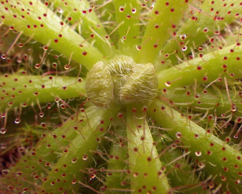 Karnivoren - drosera