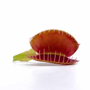 Dionaea muscipula "Tim's Giant"