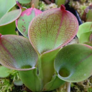 Heliamphora