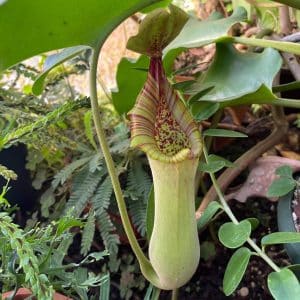 Nepenthes truncata, 6-8 cm