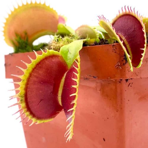 9PyCPzPrXqNDE2VLMm1W.jpg 9PyCPzPrXqNDE2VLMm1W.jpg