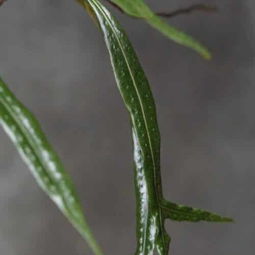 9QWZVCAjB3xAMTXZHlwq.jpg 9QWZVCAjB3xAMTXZHlwq.jpg