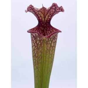 Sarracenia x moorei "Timothy King"ﾠ