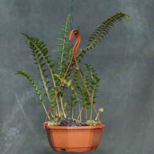 Lecanopteris celebica x luzonensis