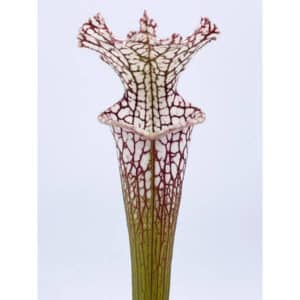 Sarracenia leucophylla "Pink Veins", SL L 28