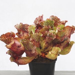 Sarracenia purpurea ssp. venosa "Ruffled Lid"